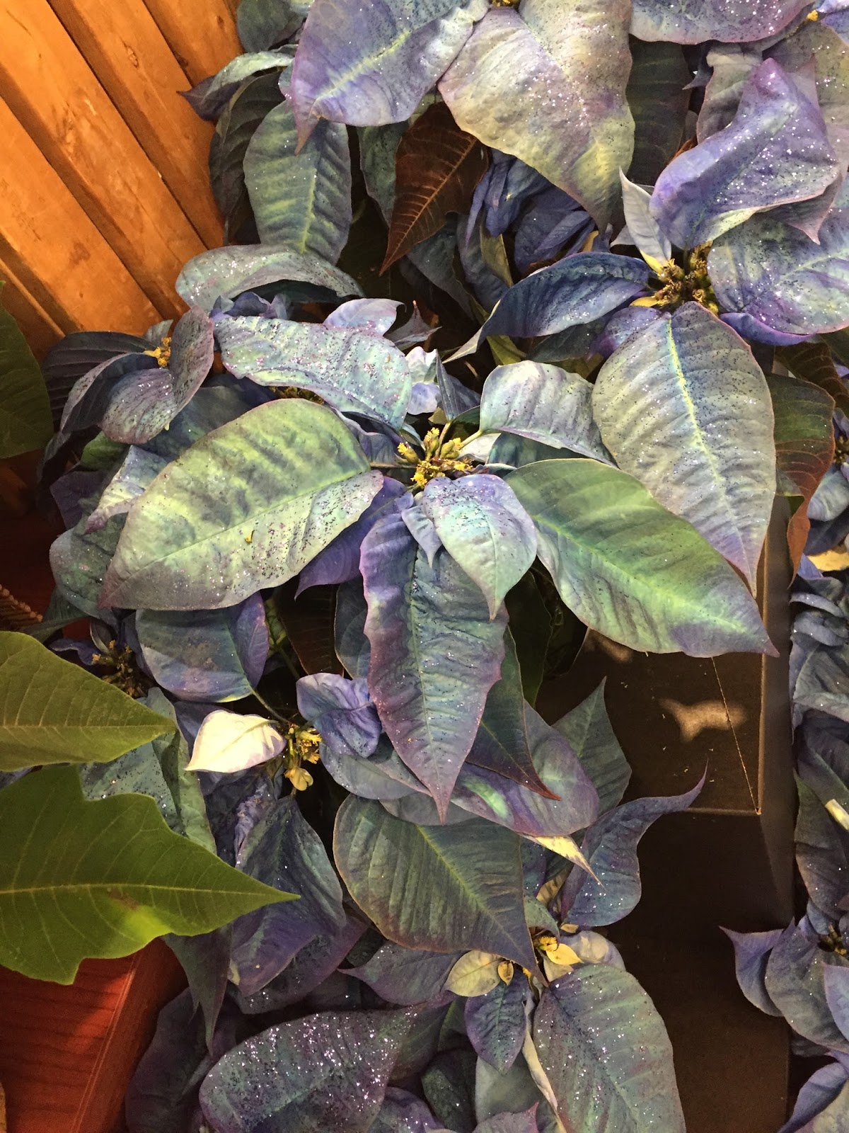 Hydrangea Popular Ornamental Plants The Fancy Flora