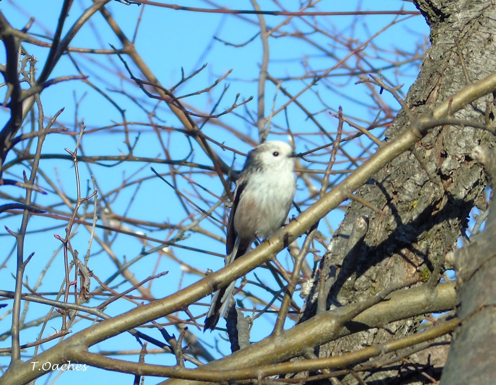 PASARI DIN ROMANIA PITIGOI CODAT, Aegythalus caudatus