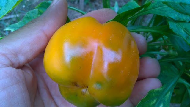 Knowing how to start bell pepper seeds indoors can reward you with healthy, robust, prolific plants and amazing fruits for your patience.