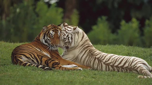 Mooie tijger foto met twee knuffelende tijgers