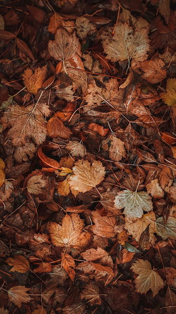 Autumn, fallen leaves, leaves, dry, brown