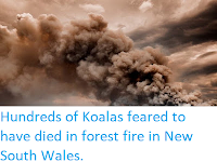 https://sciencythoughts.blogspot.com/2019/10/hundreds-of-koalas-feared-to-have-died.html