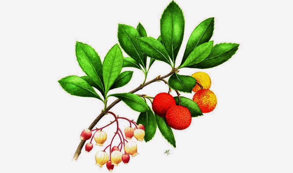 transourensan: Erbedo o madroño, el gran arbusto borrachin del otoño en ...