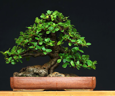 Harga Bonsai Dolar Besar
