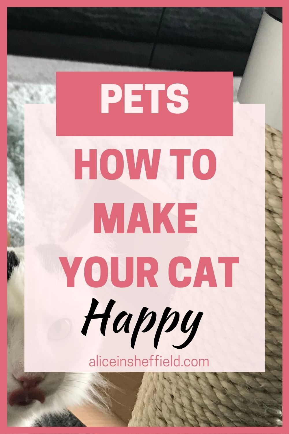 How to make your cat happy Alice In Sheffield