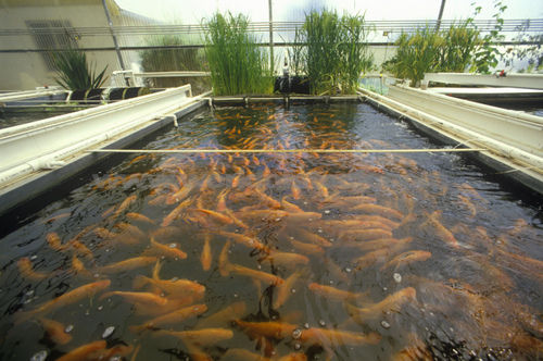 Ideas For Business: How to Start a Profitable Fish Farming Business
