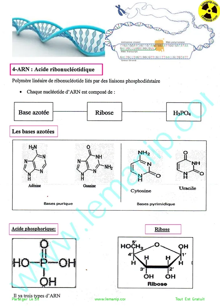 ARN Acide RiboNucléique