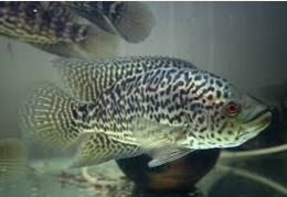 Jeni Jenis Ikan Predator Air Tawar Yang Unik Dan Populer