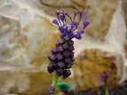 Muscari comosum