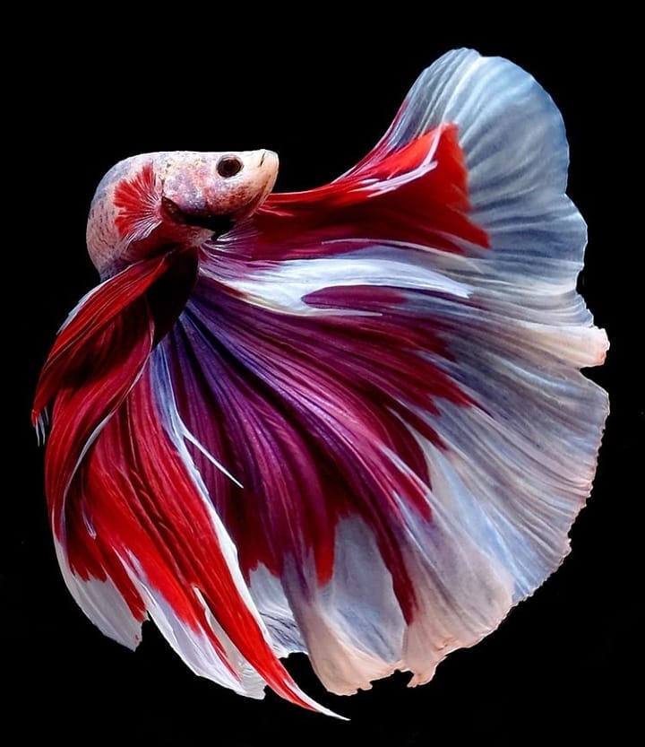 Best Betta Fish Tanks: How to Choose an Aquarium for Your Betta