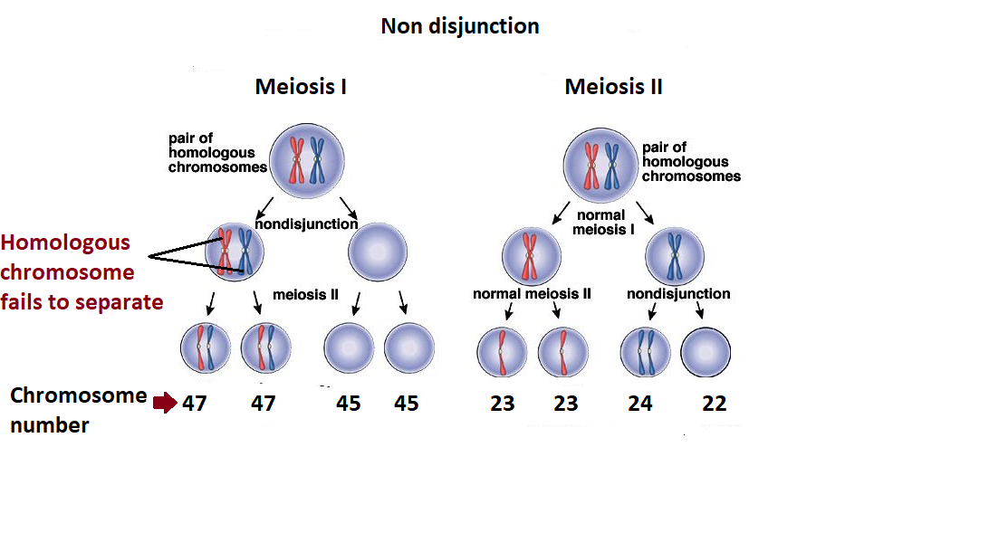 Meiosis 1 Vs Meiosis 2 - slideshare