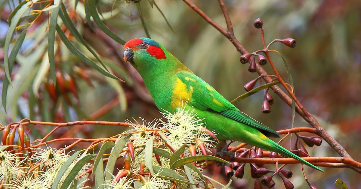 Richard Waring's Birds of Australia: Lorikeets of Adelaide - Musk and ...