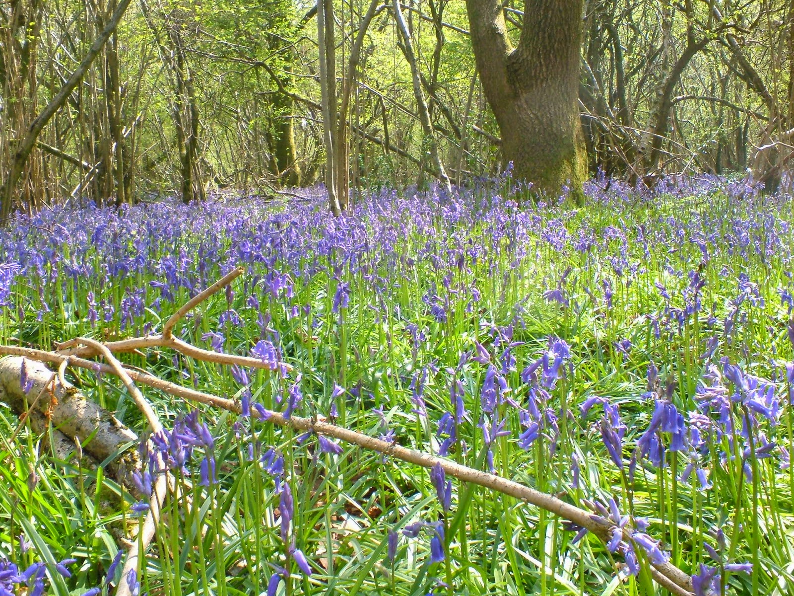 life between the flowers Bluebells of