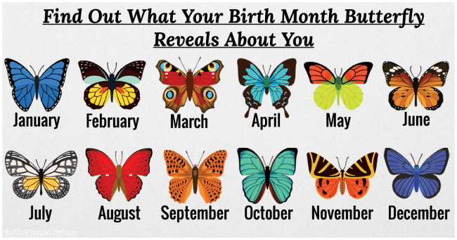 Discover What The Butterfly Of Your Month Of Birth Reveals About You