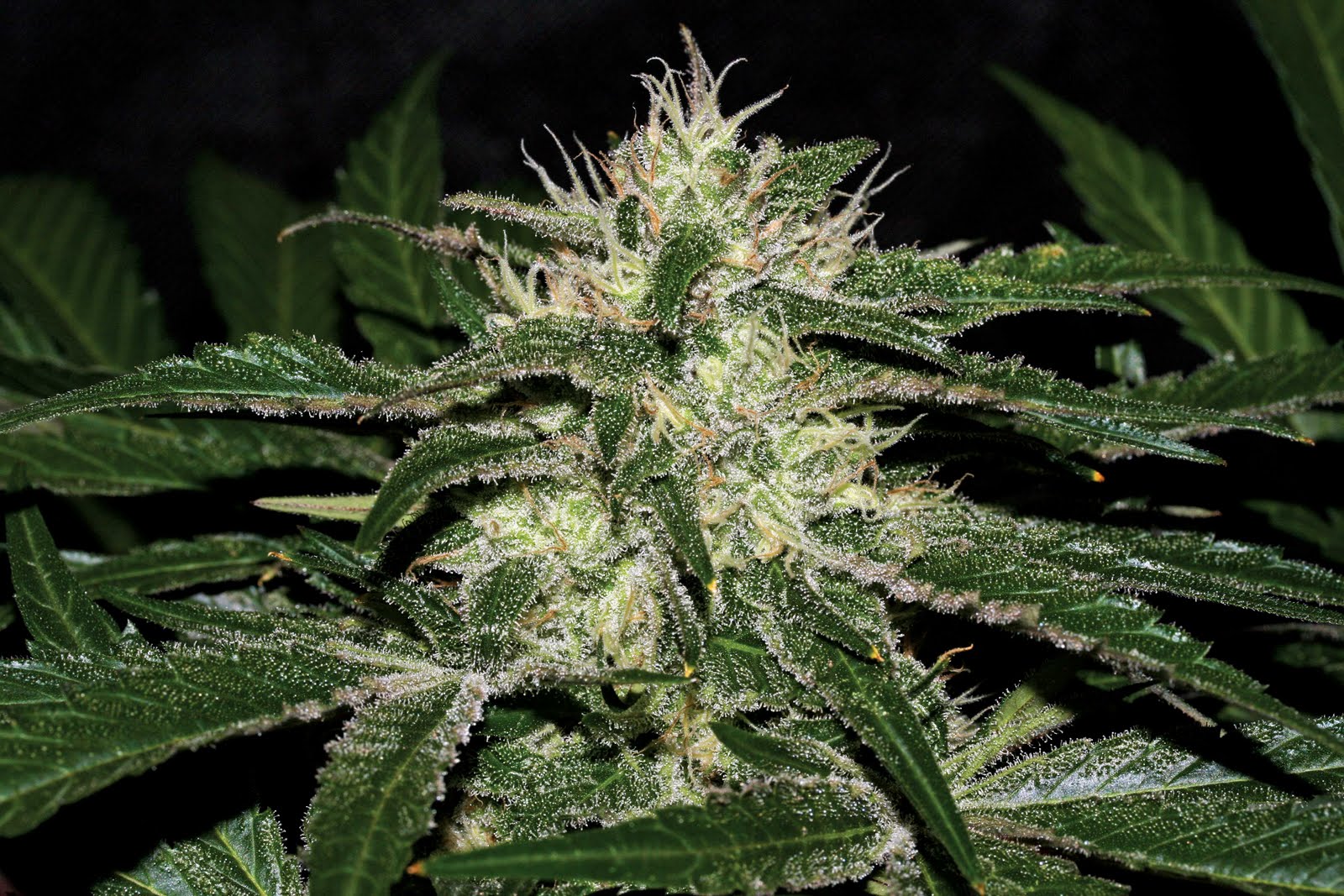 Cannabis Indica The Essential Guide January 2012