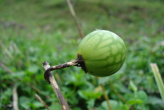 Fruta em Visconde de Mauá, foto de Marcelo Migliaccio