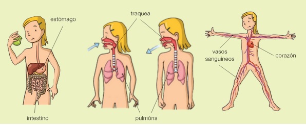 NUTRICIÓN