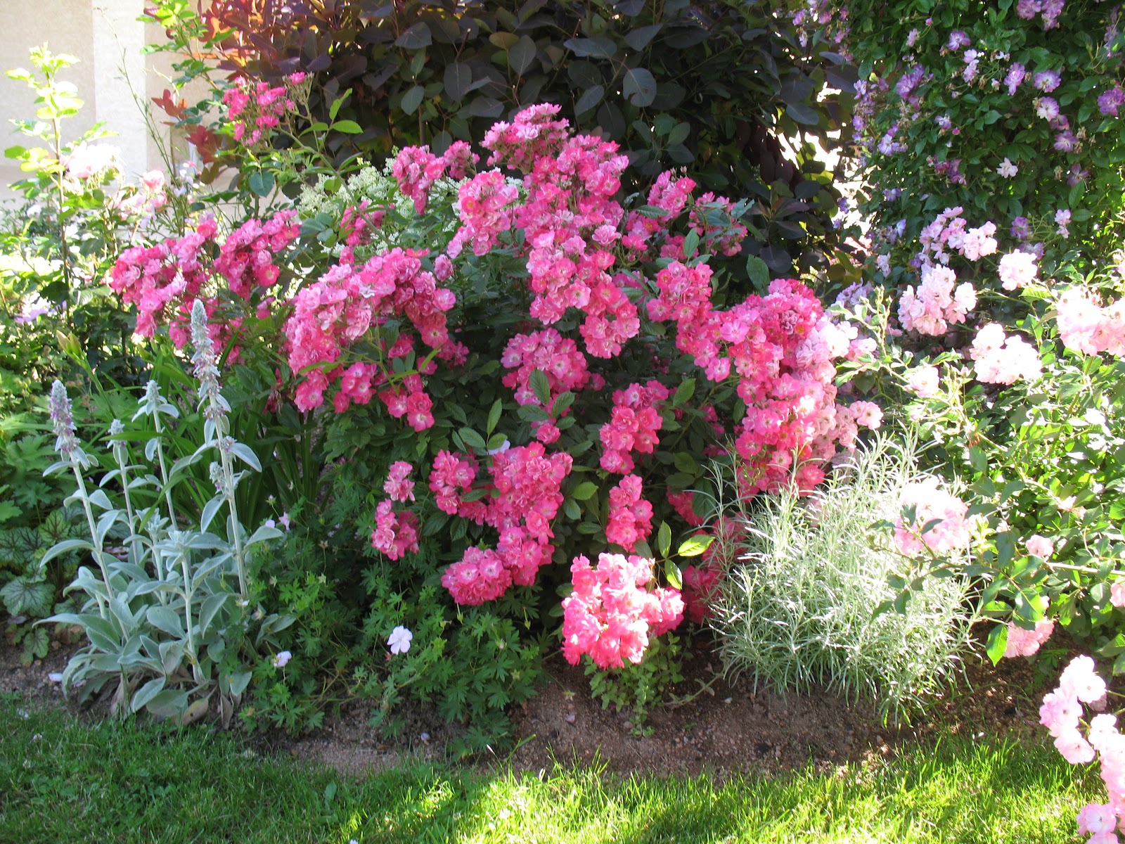 Roses du jardin Chêneland: Rosier 