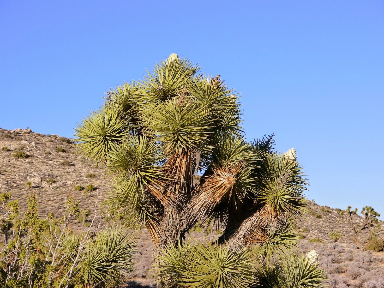 American Travel Journal Joshua Tree National Park Joshua Trees in Bloom