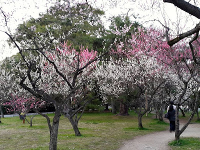 Spring at Kyoto Gyoen National Garden Japan