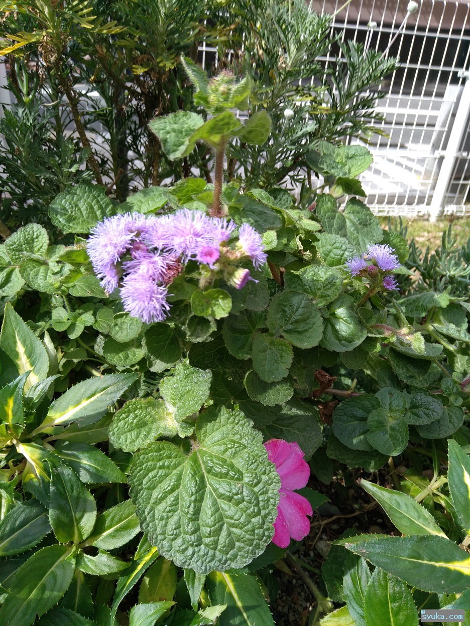 オオカッコウアザミ