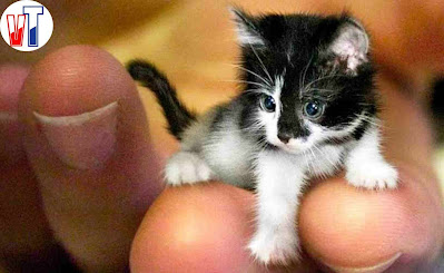 worlds-smallest-cat-Tinker-Toy