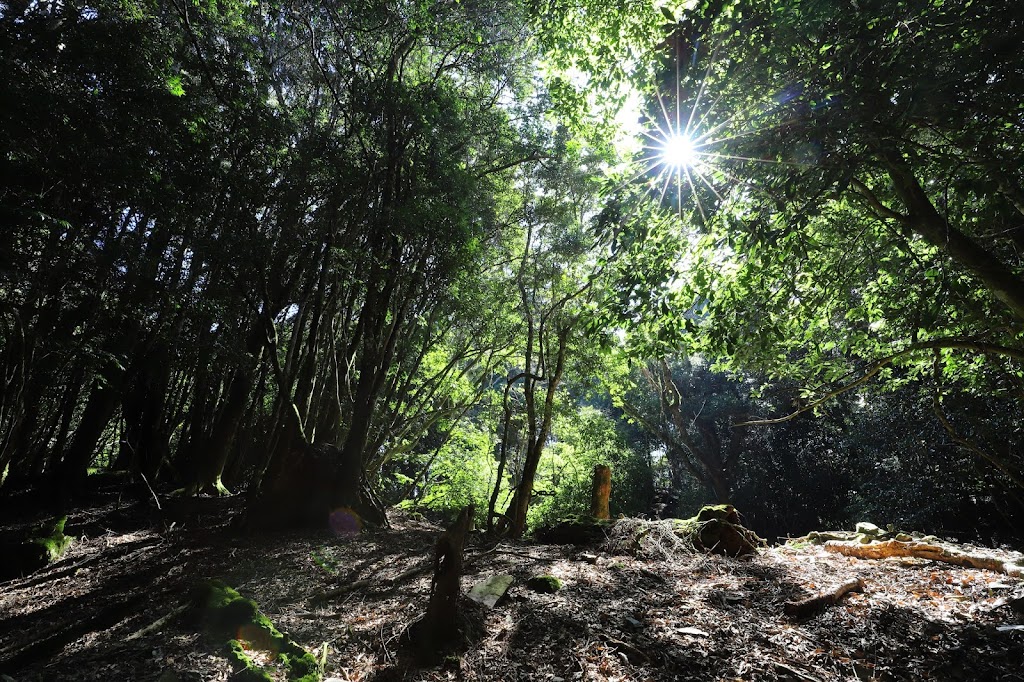 南投中級山於冬季的氣候宜人十分乾爽不潮濕