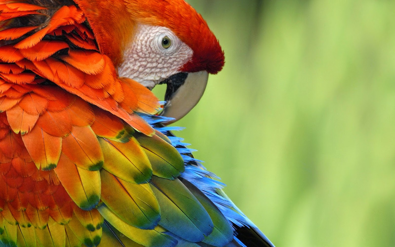Parrot Hd Pictures Hd Wallpapers Parrots W4wallpapers