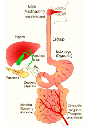 Procesos de la nutrición LA NUTRICIÓN EN LOS SERES VIVOS