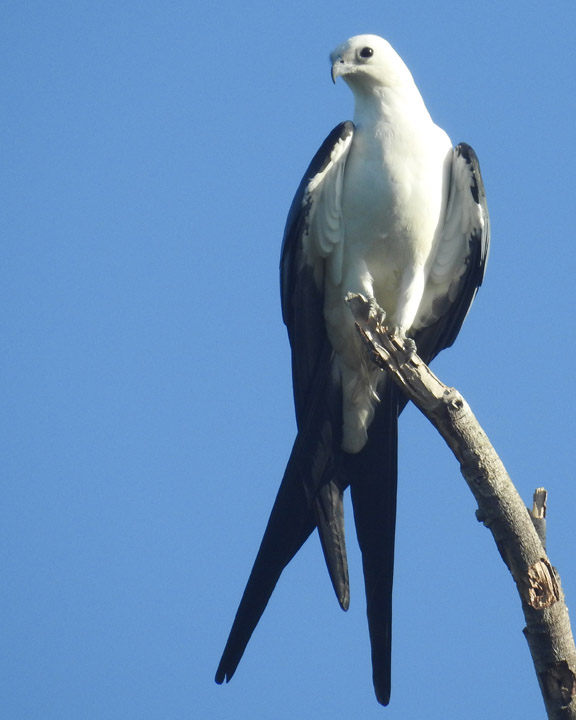 Swallowtailed Kite Migration