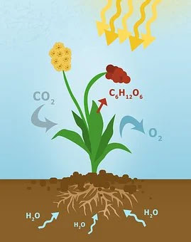 what is photosynthesis,what is photosynthesis reactants,what is photosynthesis equation,what is the photosynthesis equation,what is the photosynthesis formula,what is photosynthesis formula,what is photosynthesis purpose,what is photosynthesis biology,what is photosynthesis process,c4 photosynthesis,what is photosynthesis definition,what is photosynthesis chemical reaction,what is photosynthesis reaction,what is the photosynthesis equation in words,what is photosynthesis for kids,what is photosynthesis used for,what is photosynthesis quizlet,what is photosynthesis in science,what is the photosynthesis cycle,what is photosynthesis in plants,what is net photosynthesis,what is photosynthesis to plants,what is photosynthesis and respiration,