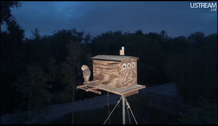 OUR OWL BOX ©