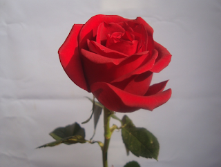 rain rose whatsapp dp, cute rose images for whatsapp profile, stylish rose dp,