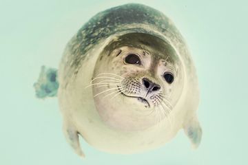 Perbedaan Anjing Laut Singa Laut Dan Walrus Jangan Tertukar Ya