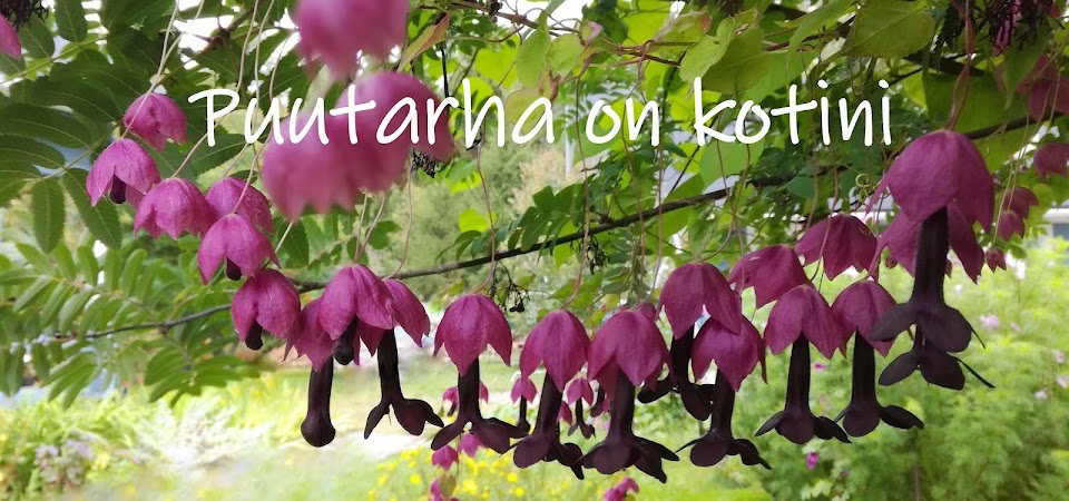 Puutarha on kotini