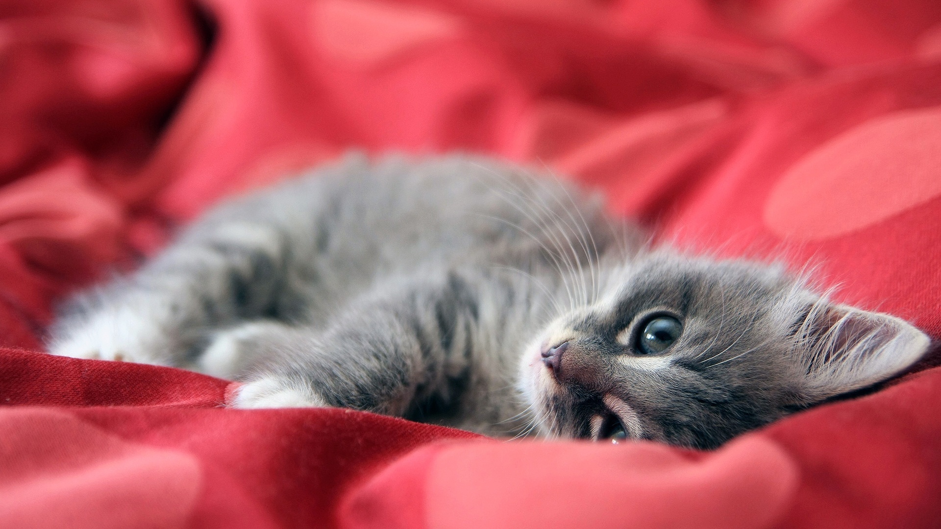 Kedi HD Geniş Ekran Duvar Kağıtları 3 HD Duvar Kağıtları Kedi HD Geniş Ekran Duvar Kağıtları 3 HD Duvar Kağıtları