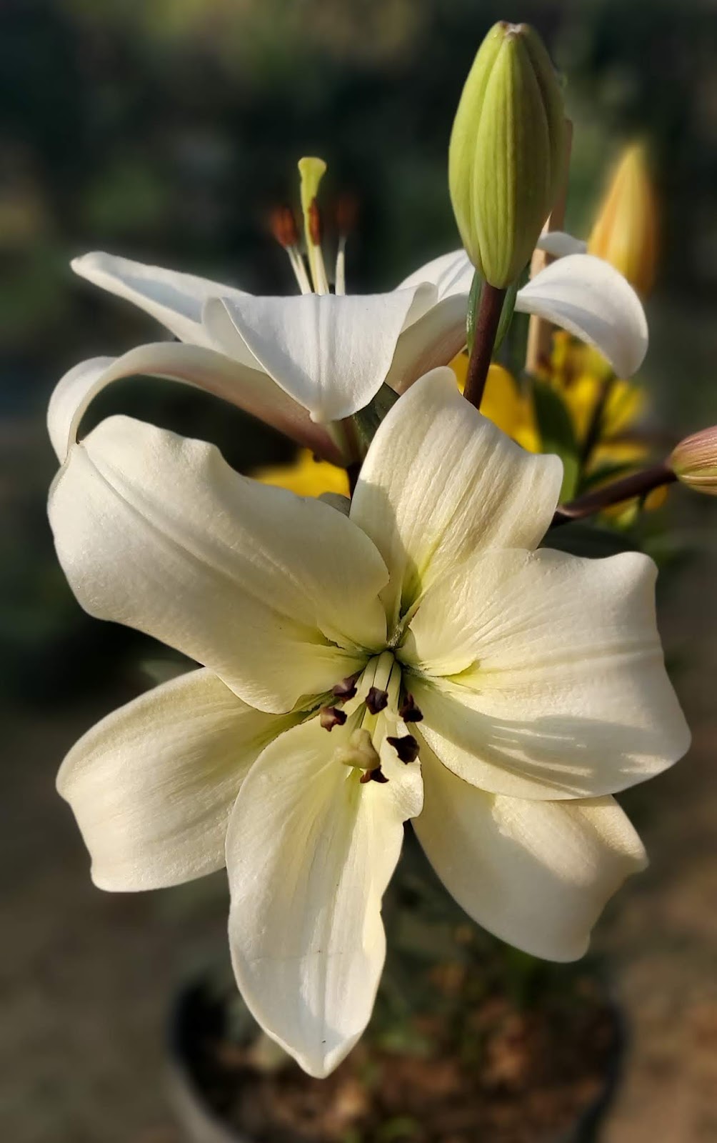 Jaipur Garden Growing Asiatic Lily in pot