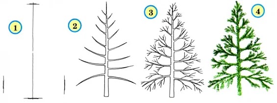 Ель группа организмов. Поэтапное рисование дерева в старшей группе. Этапы рисования дерева в подготовительной группе. Схема рисования дерева для детей. Алгоритм рисования дерева для детей.