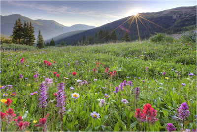 [Image: Colorado-Wildflowers-Butler-Gulch-Sunrise-7.jpg]