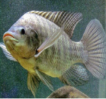 Panduan Cara Budidaya Ikan Mujair Praktis