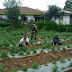 Bintara Pembina Desa (Babinsa) Koramil 07/Atu lintang, Kodim 0106/Ateng Sertu Suyitno Bantu Perawatan Tanaman Cabe Milik Warga