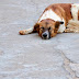 What To Feed Your Dog After Having Diarrhea or An Upset Stomach