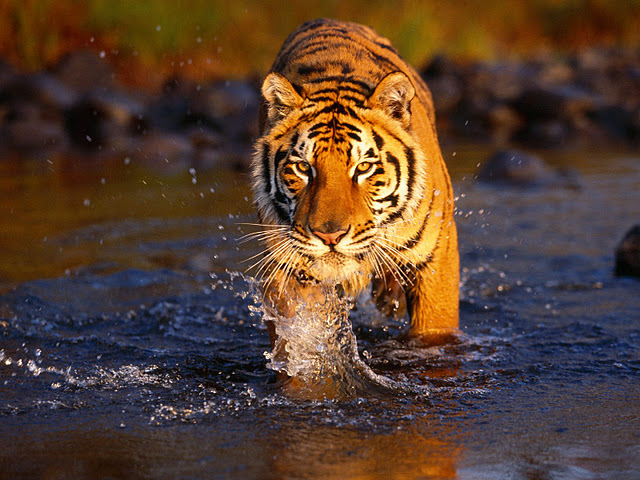 30 Free Tiger Backgrounds Wallpapers HD Download