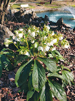 Lenten Roses