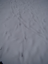 auschwitz wildlife tracks animal
