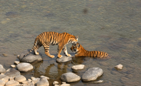 Tiger versus Wild Dogs | Enchanting Satpura Safari