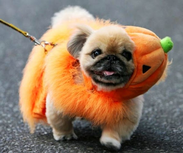 Funny halloween animals