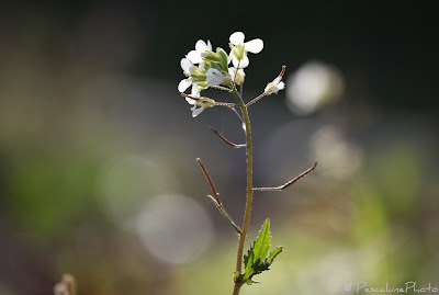 Flore de Camargue Diplotaxis erucoides, Diplotaxis fausse roquette