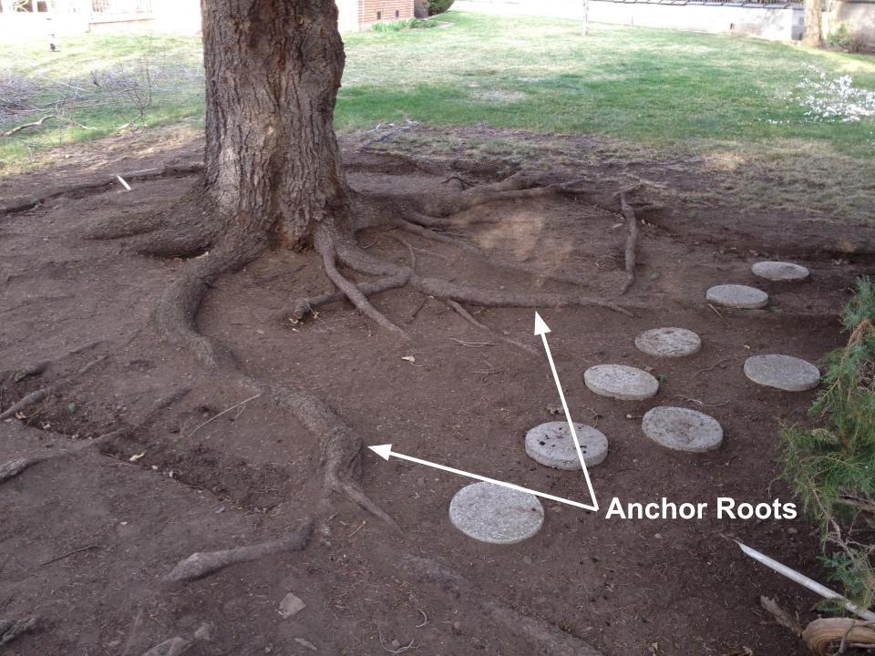 3 Purposes of the Root System