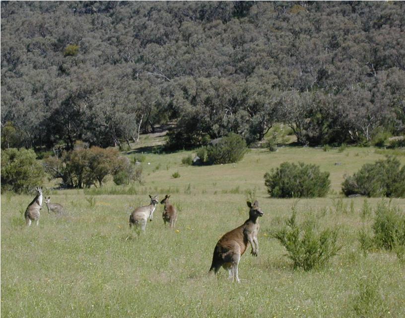 30 Interesting Facts About Kangaroos